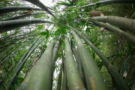 bamboo trees looking upの写真素材