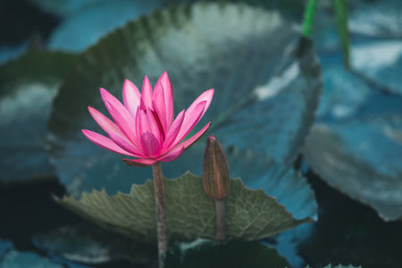 Beautiful pink lotus flower with green leaves in pondの写真素材