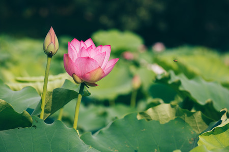 beautiful pink lotus flower with green leaves in pondの写真素材