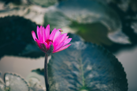 beautiful pink lotus flower with green leaves in pondの写真素材
