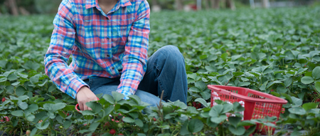 farmer picking ripe strawberries in the fieldの写真素材