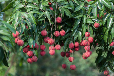 Lychee tropical fruits in growth on treeの写真素材