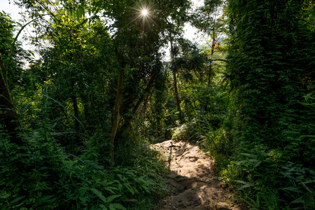 Trail in tropical green forest with ray of sunrise lightの写真素材