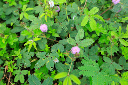 pink Mimosa  flower in summerの写真素材
