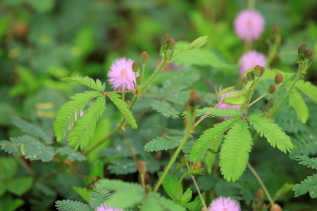 Mimosa plants and flowers in summer after rainの写真素材