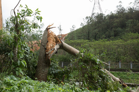 Broken tree fall down,damages after super typhoon Mangkhut in China