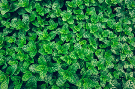green mint plant in growth at vegetable gardenの写真素材