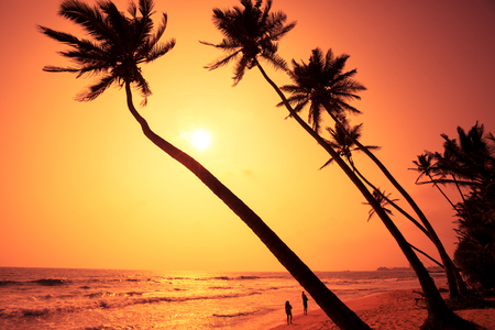 family walking on tropical beach under coconut palm treesの写真素材