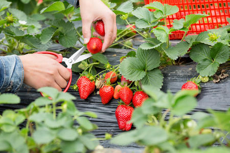 farmer hands picking strawberry at fieldの写真素材