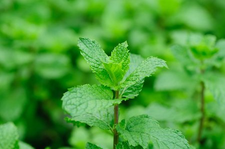 Mint leavesの写真素材