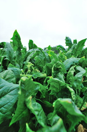 Green spinach growing at vegetable garden