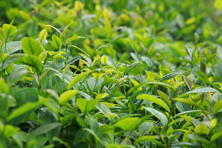 green tea trees in spring mountainsの写真素材
