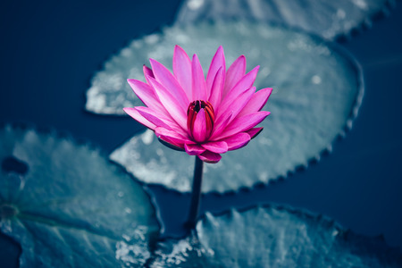 beautiful pink lotus flower with green leaves in pondの写真素材