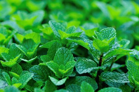 Mint plant growing at vegetable gardenの写真素材