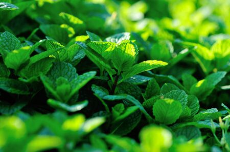Mint plant growing at vegetable gardenの写真素材