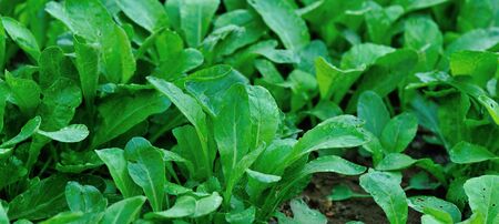 Green fresh leafy vegetables in growth at gardenの写真素材