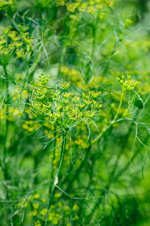 Fennel (Foeniculum vulgare) in growth at gardenの写真素材