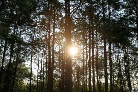Beautiful landscape with sunrise over forest
