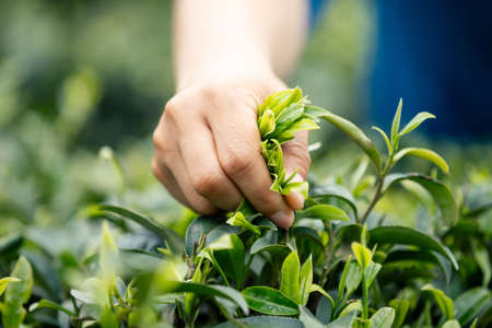 Hand picking tea leaves from tree in springの写真素材