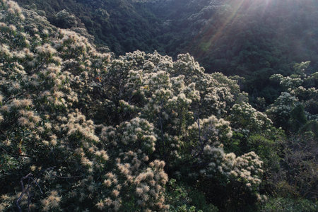 Drone aerial view of green forest with  flowering castanopsis fissa trees in spring