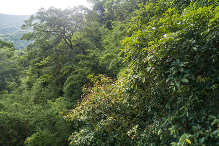 Aerial view of tropical forest in summer