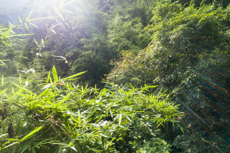Aerial view of tropical forest in summer