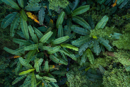 Aerial view of tropical forest in summerの写真素材