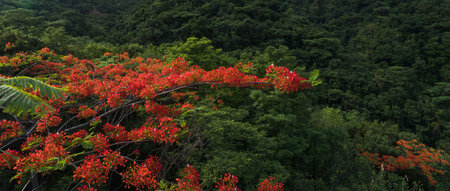 Beautiful red royal poinciana or flamboyant flower (Delonix regia) in sunrise