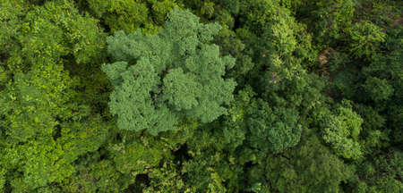 Beautiful  landscape in summer tropical forestの写真素材