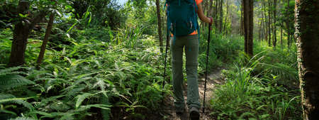 Backpacker hiking in summer forest mountainの写真素材