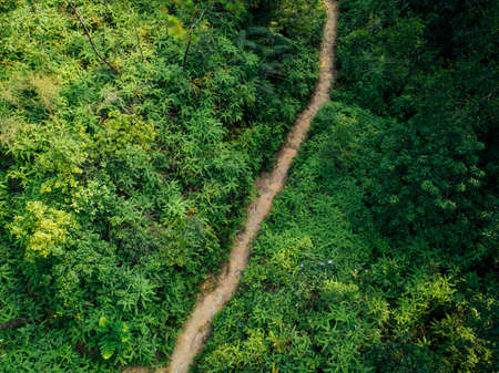 Aerial view of beautiful tropical forest trailの写真素材