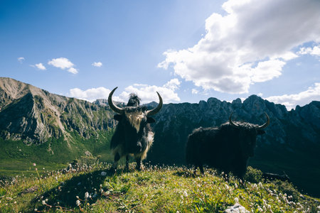Tibetan yaks on mountain top grassland