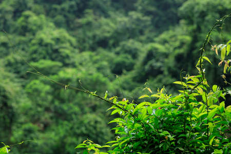 Tropical green forest landscape in summerの写真素材