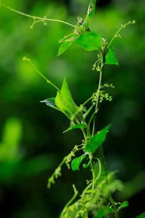 Tropical green forest landscape in summerの写真素材