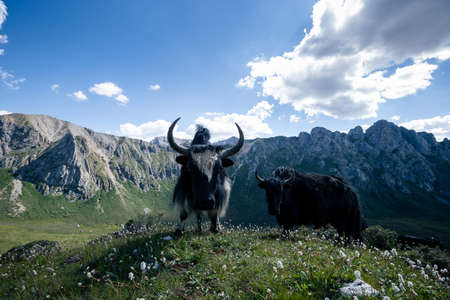 Tibetan yaks on mountain top grasslandの写真素材