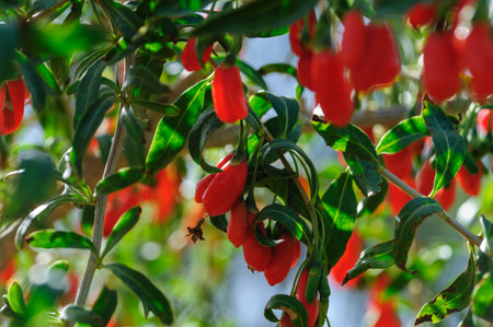 Goji berry fruits and plants in sunshine garden