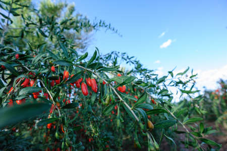 Goji berry fruits and plants in sunshine gardenの写真素材