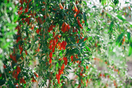 Goji berry fruits and plants in sunshine gardenの写真素材