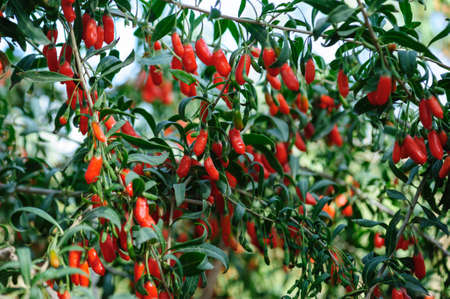 Goji berry fruits and plants in sunshine gardenの写真素材