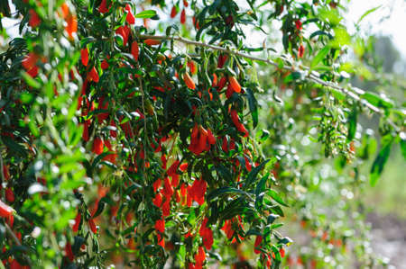 Goji berry fruits and plants in sunshine gardenの写真素材