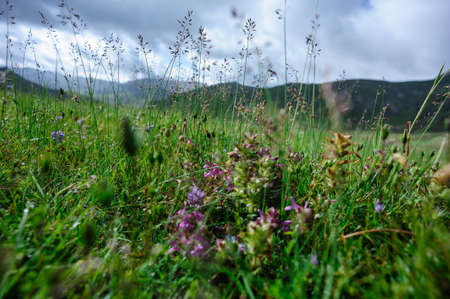 Landscape of  high altitude grassland in Chinaの写真素材