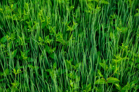 Green spring onion growing at vegetable gardenの写真素材