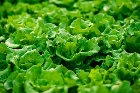 Green lettuce in growth at vegetable gardenの写真素材
