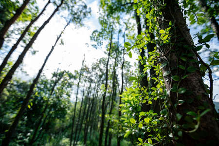 Trail hiding in tropical forestの写真素材