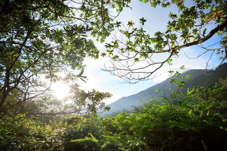 Beautiful scene misty forest with sun rays through the tree leaves,lens flareの写真素材
