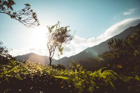 Beautiful scene misty forest with sun rays through the tree leaves,lens flareの写真素材