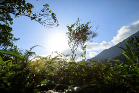 Beautiful scene misty forest with sun rays through the tree leaves,lens flareの写真素材