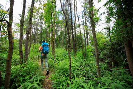 Woman backpacker hiking in summer sunrise forest mountainの写真素材