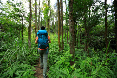 Woman backpacker hiking in summer sunrise forest mountainの写真素材