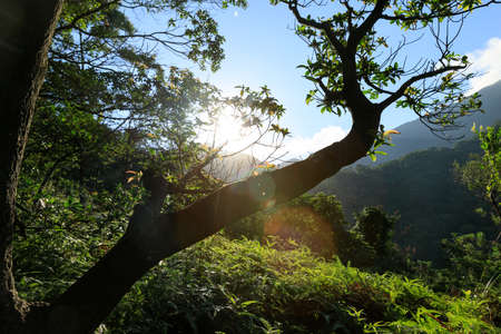 Beautiful scene misty forest with sunlight rays through the trees,lens flareの写真素材